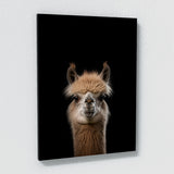 Animal Black Alpaca Head 196 Wall Art