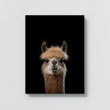 Animal Black Alpaca Head 196 Wall Art