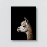 Animal Black Alpaca Head 249 Wall Art