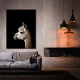 Animal Black Alpaca Head 249 Wall Art