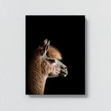 Animal Black Alpaca Head 251 Wall Art