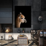 Animal Black Alpaca Head 251 Wall Art