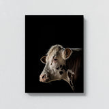 Animal Black Cow Head 243 Wall Art