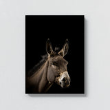 Animal Black Donkey Head 208 Wall Art