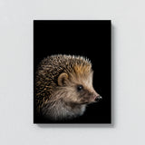 Animal Black Hedgehog Head 236 Wall Art