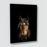 Animal Black Horse Head 79 Wall Art