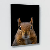 Animal Black Squirrel Head 227 Wall Art