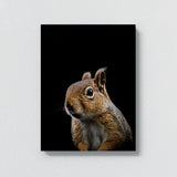 Animal Black Squirrel Head 230 Wall Art