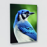 Blue Jay Bird 4 Wall Art