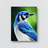 Blue Jay Bird 4 Wall Art