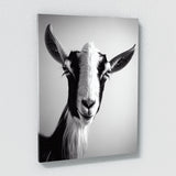 Goat 11 Wall Art