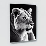 Lioness 2 Wall Art