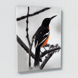 Oriole Bird 4 Wall Art