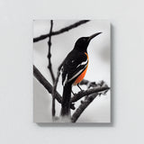 Oriole Bird 4 Wall Art
