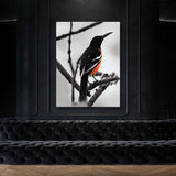 Oriole Bird 4 Wall Art