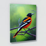 Oriole Bird 7 Wall Art