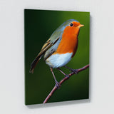Robin Bird 4 Wall Art