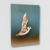 Sandpiper Bird 1 Wall Art