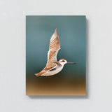 Sandpiper Bird 1 Wall Art