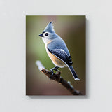 Tufted Titmouse Bird 1 Wall Art